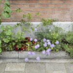 Geveltuinen NK Tegelwippen