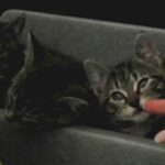 Dieren Tehuis Kittens