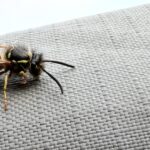 Gewone Wesp Close Up