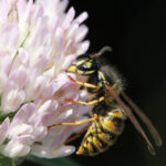 Gewone Wesp Op Bloem