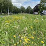 Ecologisch Maaibeleid Berm Grassen Bloemen