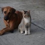 Dieren UH Pexels Ubaidshareef