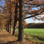 utrechtse heuvelrug weiland boslaan