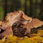 Paddestoelen Bosgrond