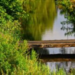 Sloot Oever Houtwal Landschap