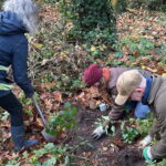 UL Buurtbewoners En Boswachters Planten Duizenden Stinsenbollen Aan Op Landgoed Moersbergen Kopie