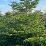 Kerstbomen Tafelronde De Bilt