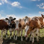 Koeien Weiland Buitengebied