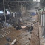 Koeien Gierput Westbroek