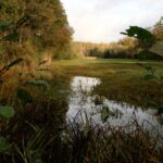 Ridderoordse Bos