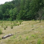 Zanderij Renk Ruiter Utrechts Landschap Kopie