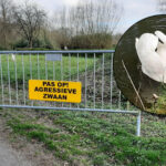 Borden Agressieve Zwaan