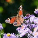 Dagpauwoog Vlinder Tuin