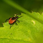 Teek Tekenbeet Natuur