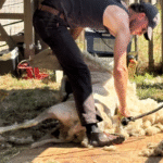 Schapenscheerfeest Heidestein Zeist