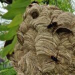 Nest Aziatische hoornaar (foto Provincie Utrecht)