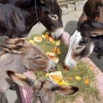 Ezels Aan Tafel Bij De Ezelsociëteit (foto Van Facebook)