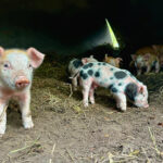 Biggen Landgoed Zuylestein