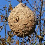 Najaars Nest Aziatische Hoornaar
