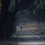 Hond Uitlaten S Nachts Pexels