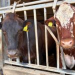 Koeien Op Een Melkveehouderij