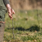 Bosaanplant Foto Staatsbosbeheer