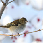 Vogel In De Sneeuw Foto Ad Sprang