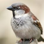 Huismus, Man Wikimedia Commons