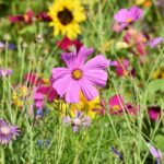 Bloemen Tuin Wilde Bloemen