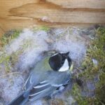 Koolmees Op Nest Wikimedia Commons