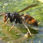 Aziatische Hoornaar Wikicommons