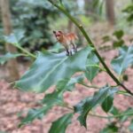 Wandelwolf 169