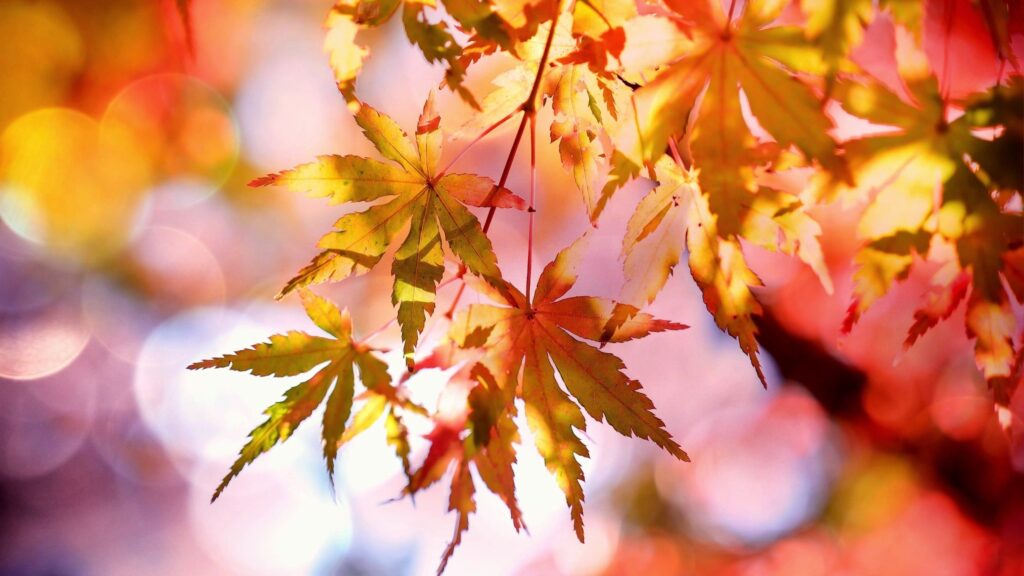 De beste tips voor uitjes in de herfstvakantie